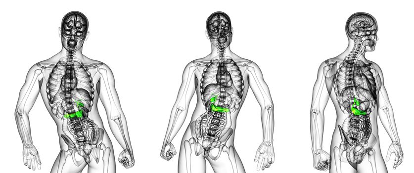 3d rendering medical illustration of the gallblader and pancrease 