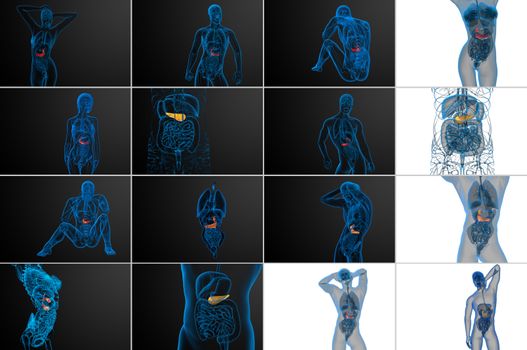 3d rendering medical illustration of the gallblader and pancrease