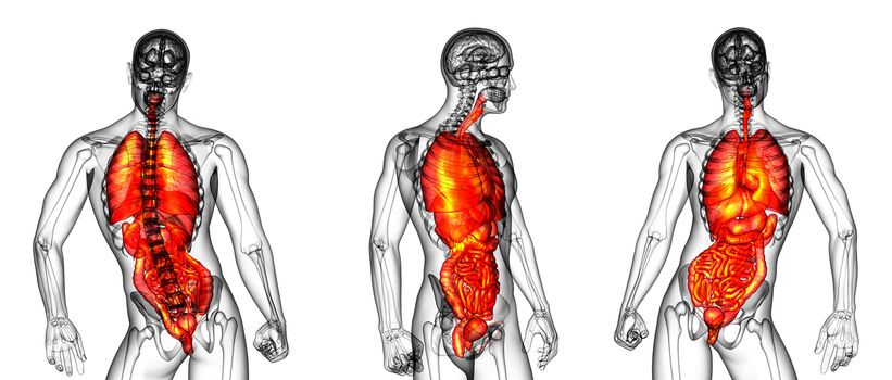 3d rendering medical illustration of the human digestive system and respiratory system 