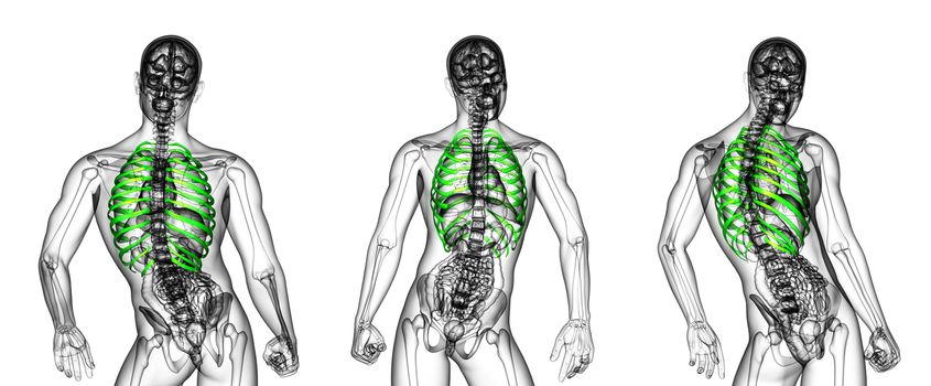 3d rendering medical illustration of the ribcage 