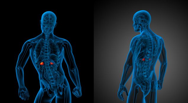 3d rendering medical illustration of the adrenal