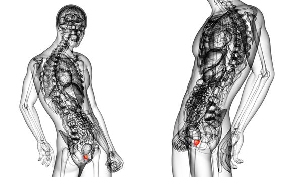 3d rendering medical illustration of the prostate gland