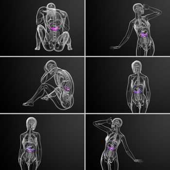 3d rendering medical illustration of the gallblader and pancrease