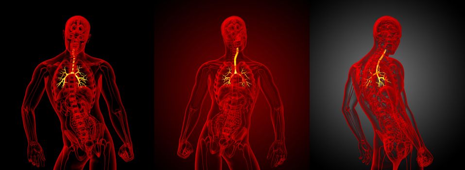 3D rendering medical illustration of the male bronchi