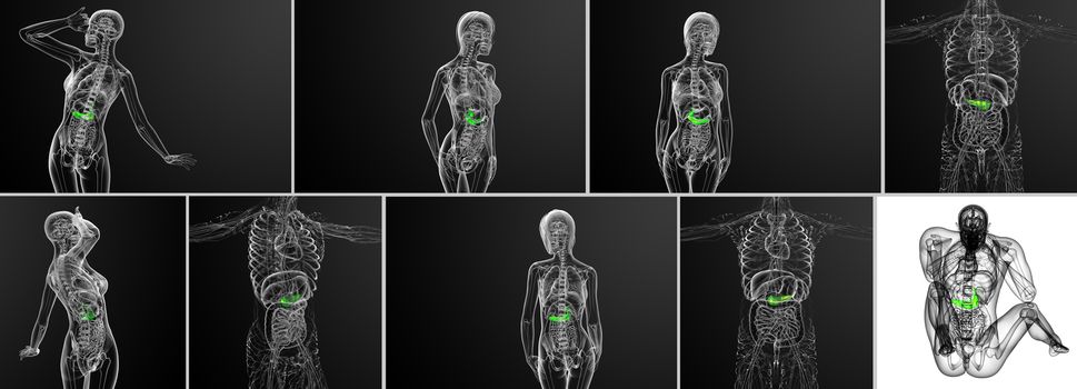 3d rendering medical illustration of the gallblader and pancrease