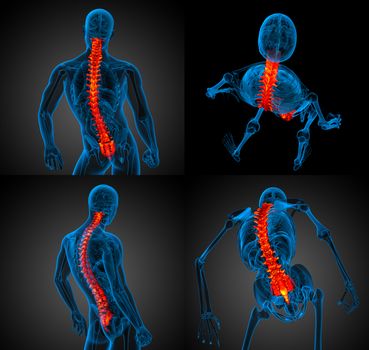 3d rendering medical illustration of the human spine