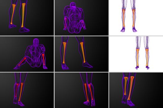 3d rendering medical illustration of the tibia bone