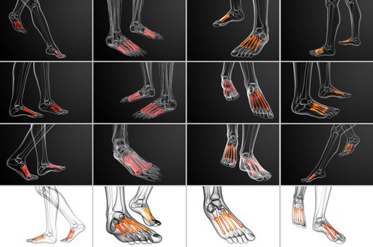 3d rendering medical illustration of the metatarsal bones