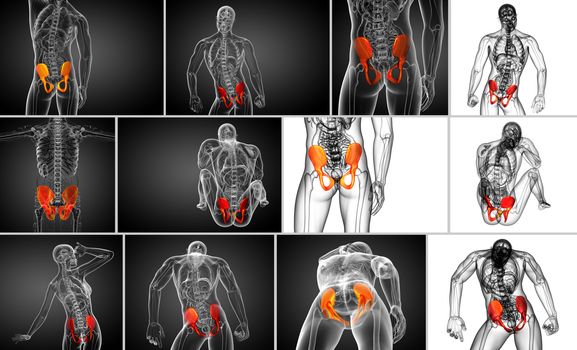 3d rendering  medical illustration of the pelvis bone 