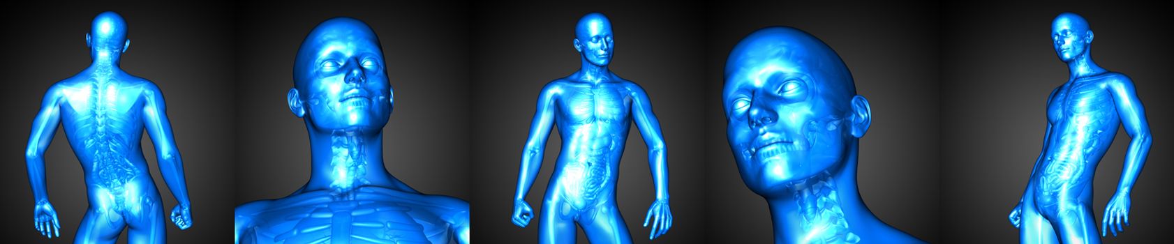 3d rendering illustration of the male anatomy