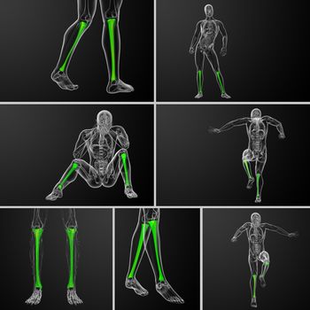 3d rendering medical illustration of the tibia bone 