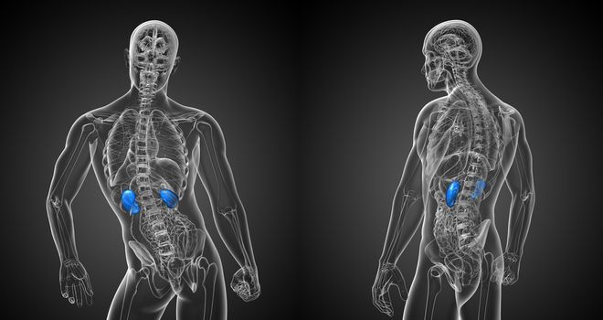 3d rendering medical illustration of the kidneys 