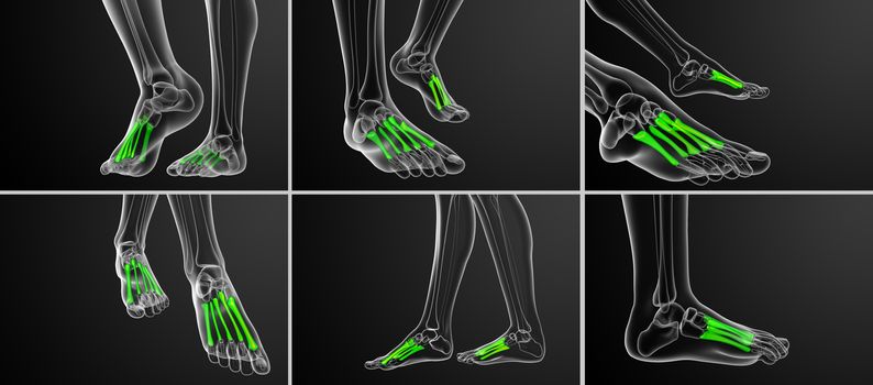 3d rendering medical illustration of the metatarsal bones