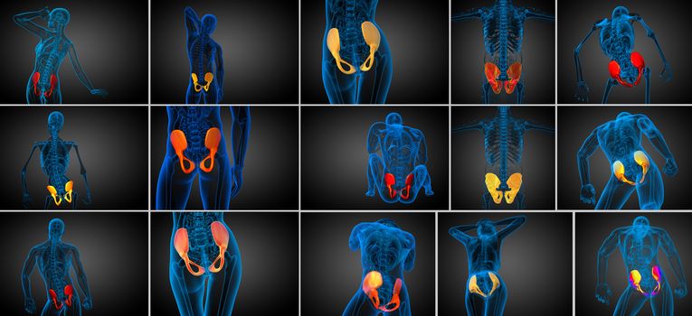 3d rendering  medical illustration of the pelvis bone