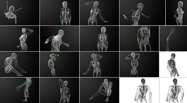 3d rendering medical illustration of the ulna bone 