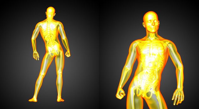 3d rendering medical illustration of the human anatomy 