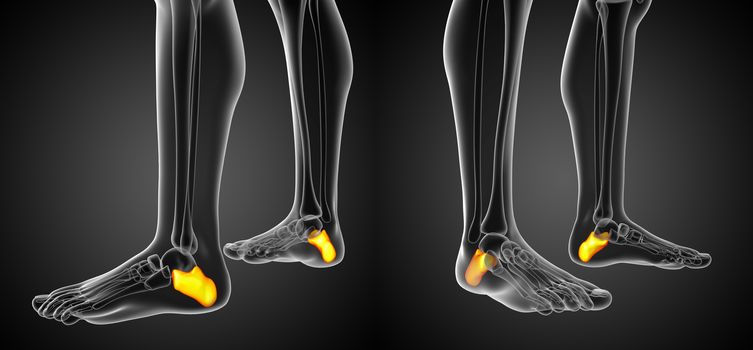 3d rendering illustration of the calcaneus bone