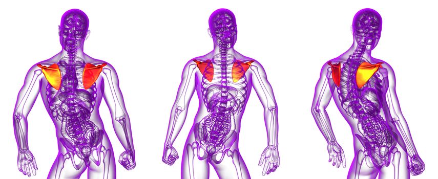 3d rendering medical illustration of the scapula bone