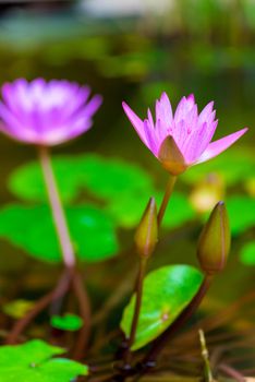 Beautiful purple lilies grow in the pond, close-up photography