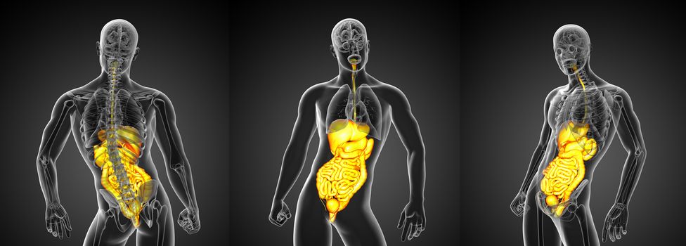 3d rendering medical illustration of the human digestive system