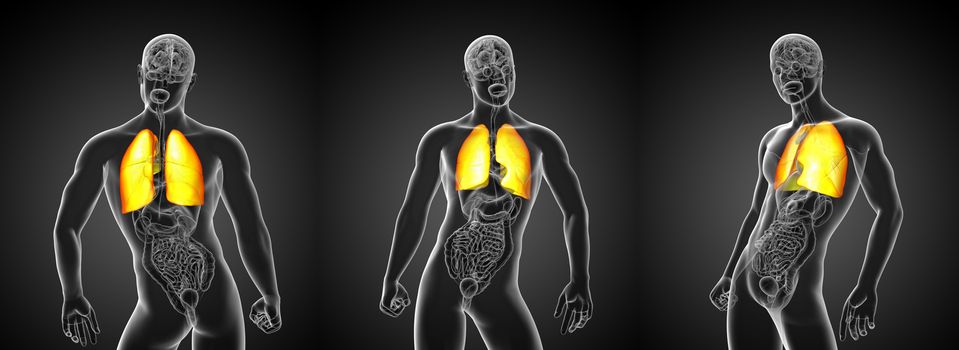 3d rendering illustration of lung 