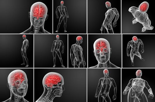 3d rendering human brain X ray