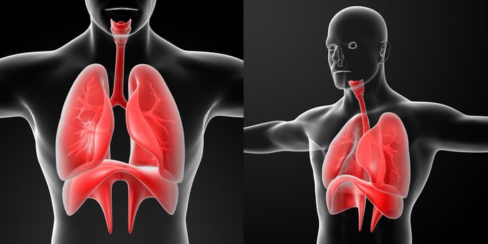 3d rendering human digestive system liver red colored