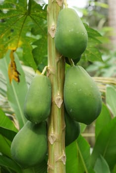 Papaya tree with fruits, Sao Tome and Principe, Africa