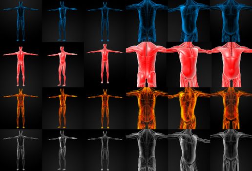 3D rendering illustration of the muscle