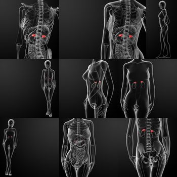 3d rendering of adrenal 
