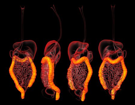 3D rendering human digestive system large intestine