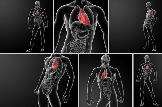 3d rendering human heart anatomy
