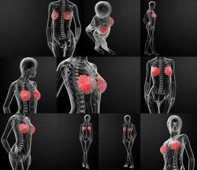 3d rendering of female breast anatomy x-ray 