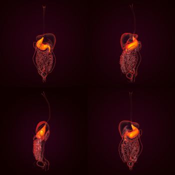 3D rendering human digestive system stomach