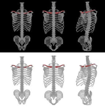 3D render medical accurate illustration of the clavicle