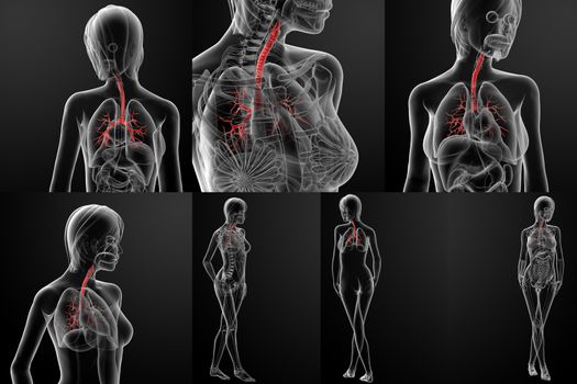 3d rendering of the bronchi