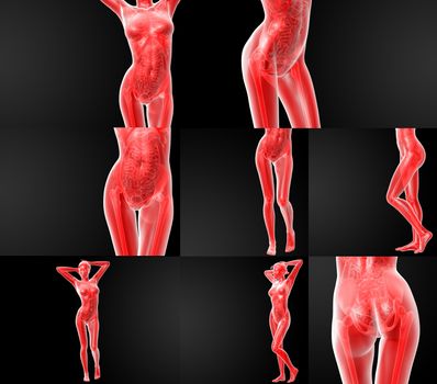 3D rendering illustration of the human anatomy 