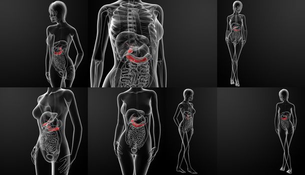 3d rendering illustration of female gallbladder and pancreas