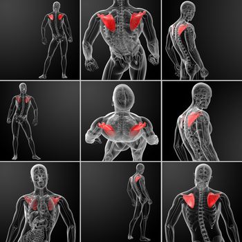 3d rendering illustration scapula bone