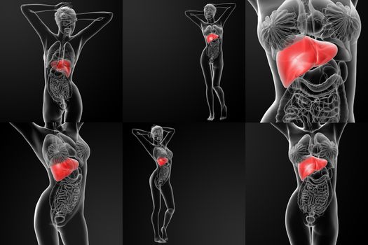 3D rendering illustration of the  liver 
