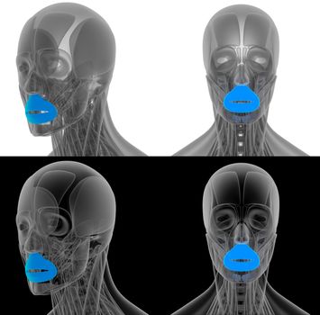 3D render illustration of the Orbicularis Oris