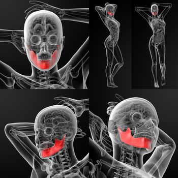3D rendering illustration of the  jaw bone 