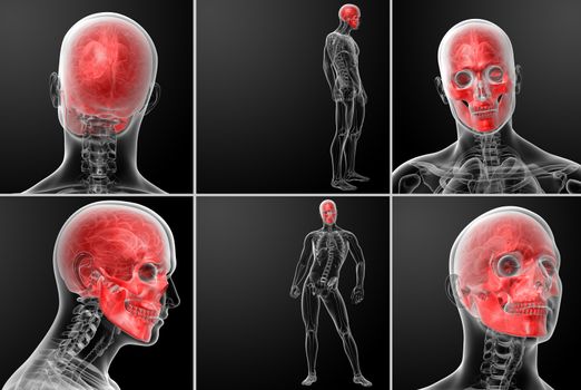 3d rendering human skull anatomy 