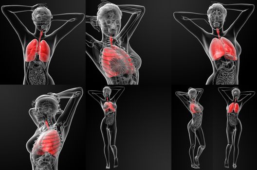 3D rendering illustration of the female respiratory system
