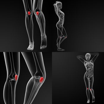 3D rendering illustration of the  patella bone 