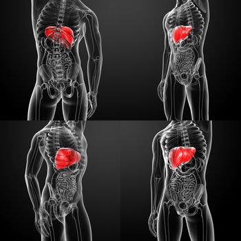 3D rendering human digestive system liver 
