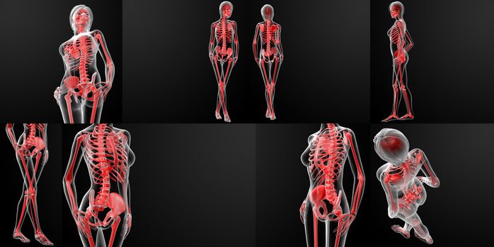 3d rendering of the female skeleton