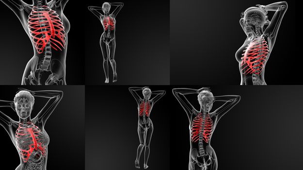 3D rendering illustration of the ribcage bone