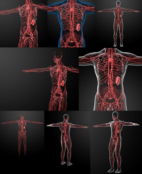 3D rendering of the lymphatic system