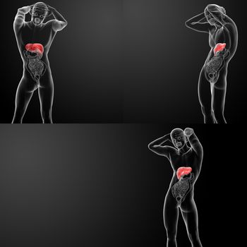 3D rendering of the human liver